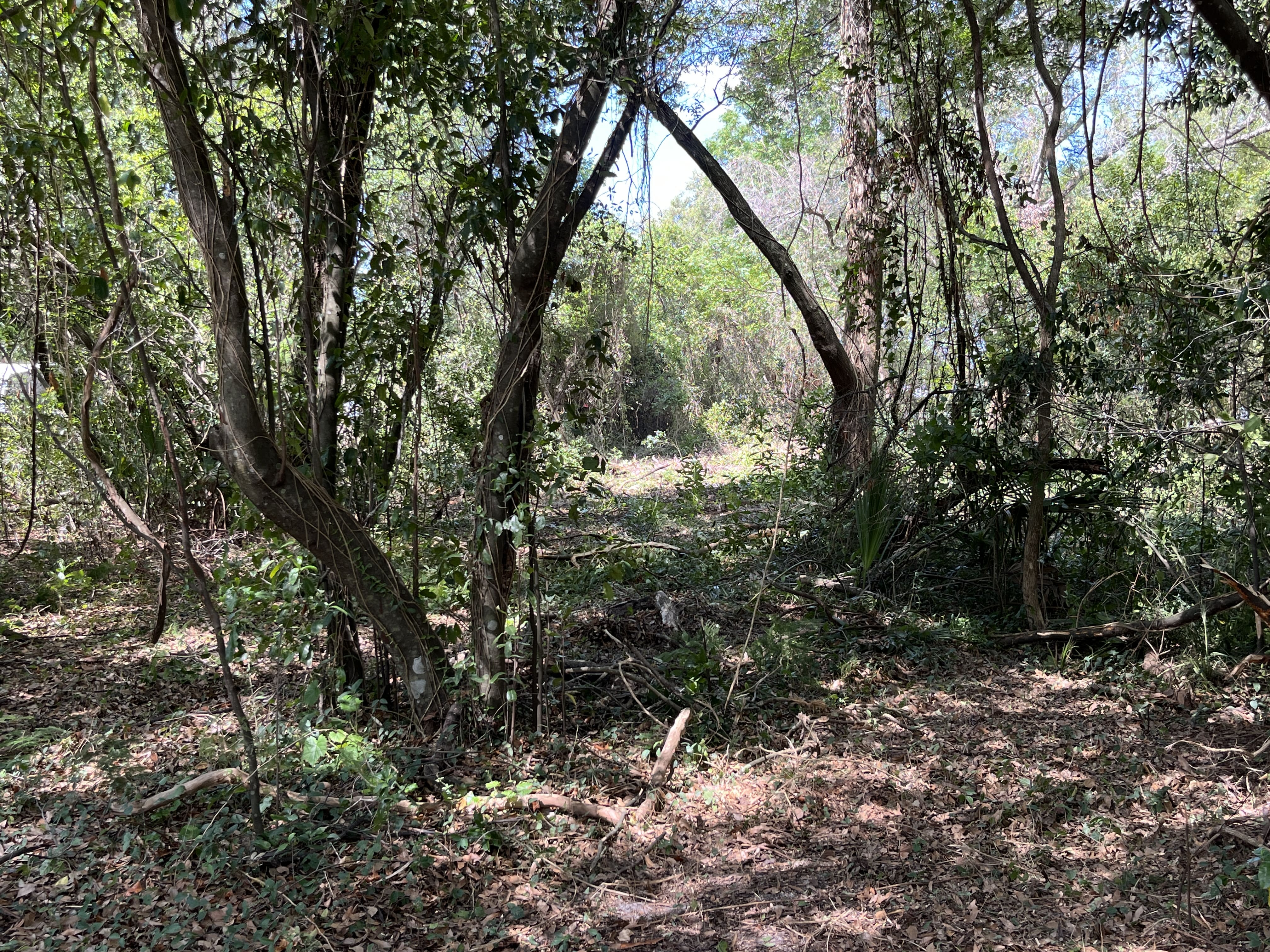 Forestry Mulching in