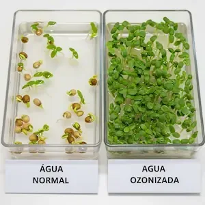 Tratamiento de semillas y sustratos con ozono