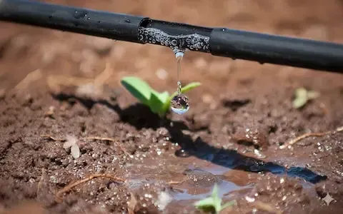 Riego por goteo con agua ozonizada