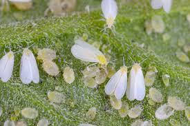 Whitefly Treatment for Trees