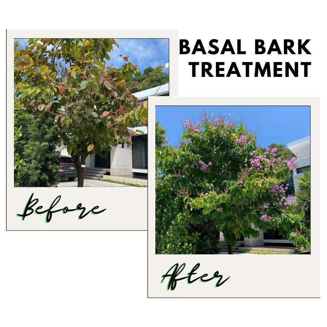 Basal Bark Trunk Treatment