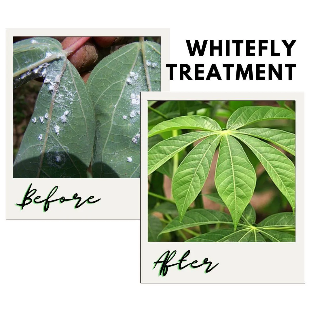 Whitefly Treatment for Trees