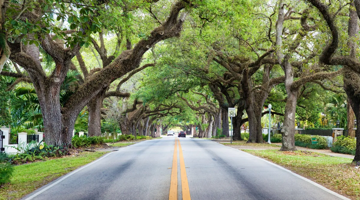 Tree Injection Miami, FL