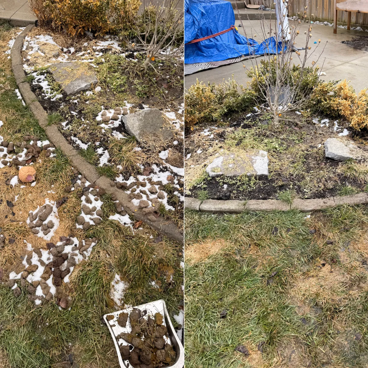 dog poop removal bradford