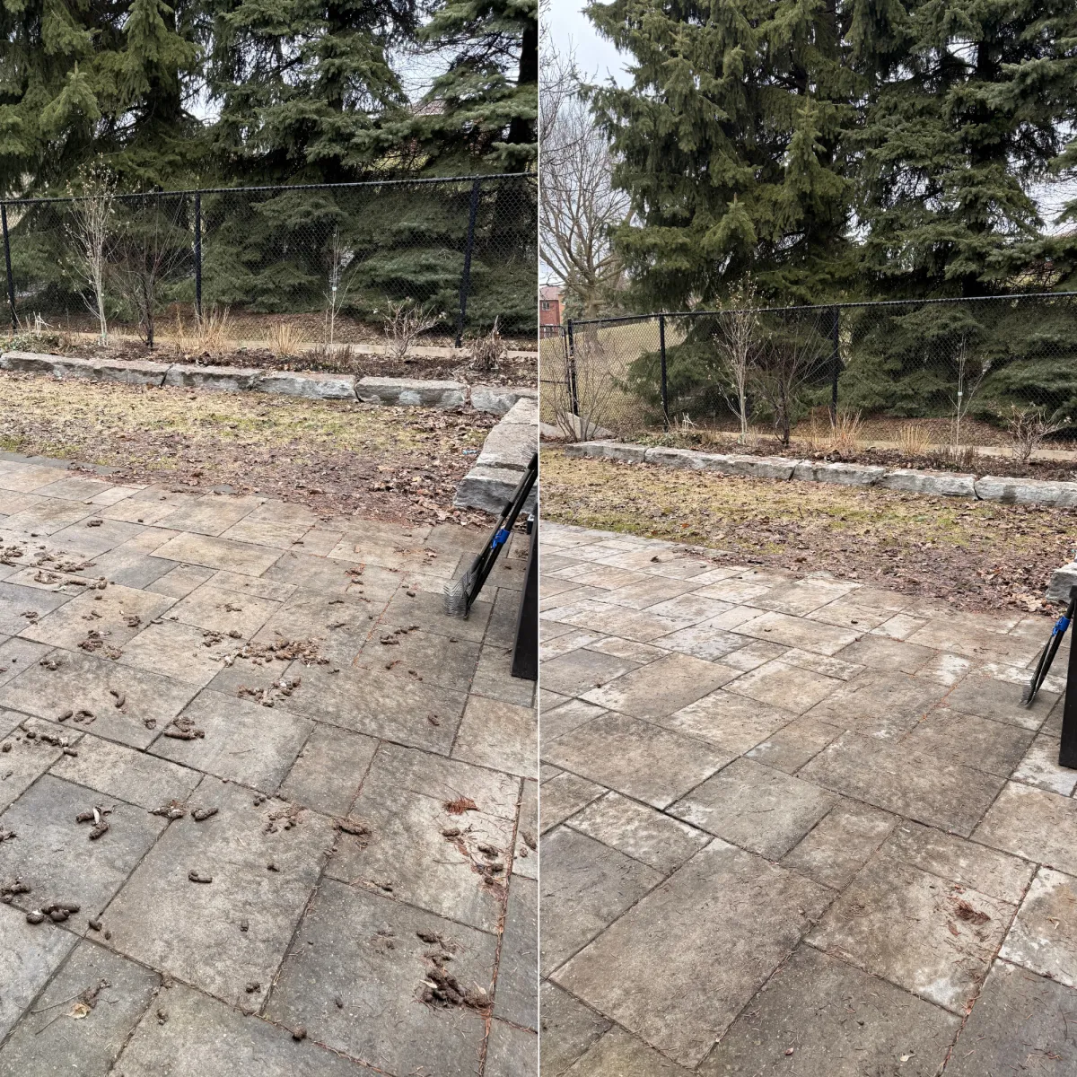 dog poop removal richmondhill
