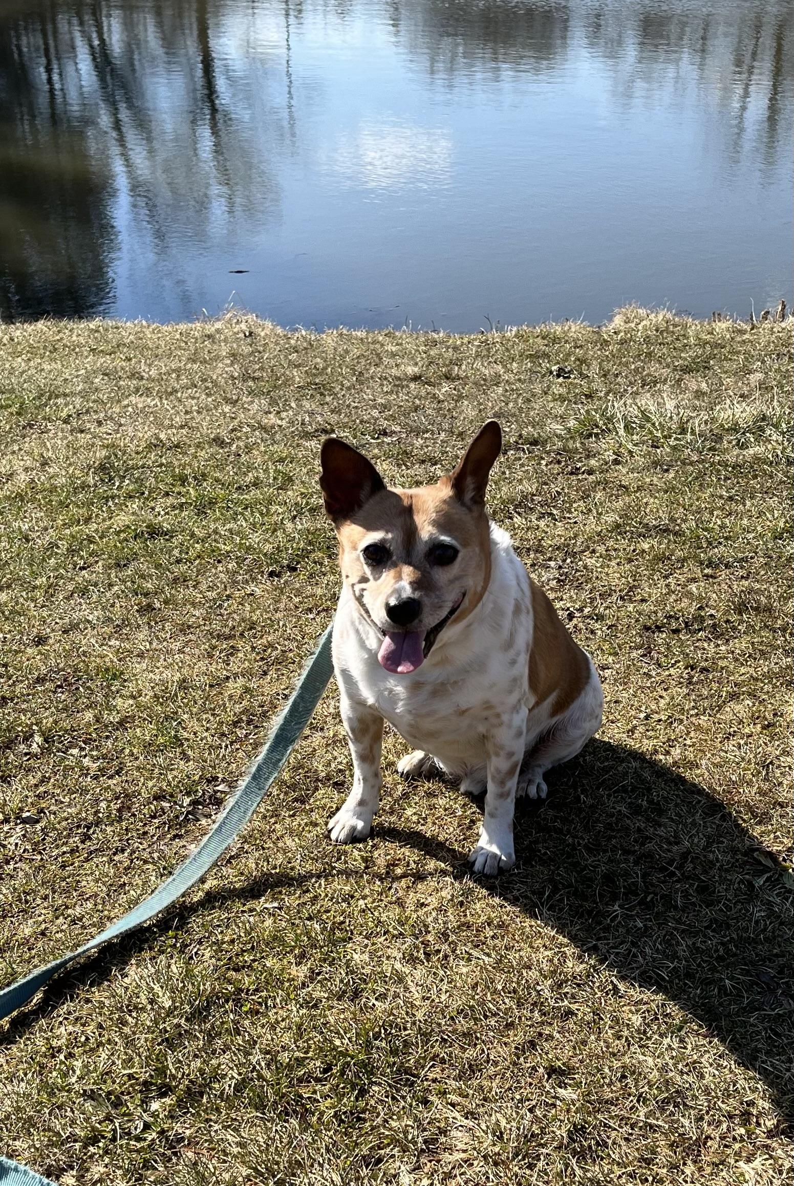 Portrait of a friendly female long-term care advisor in her 60s, with short gray hair, wearing a green scarf, smiling warmly in a sunlit office.