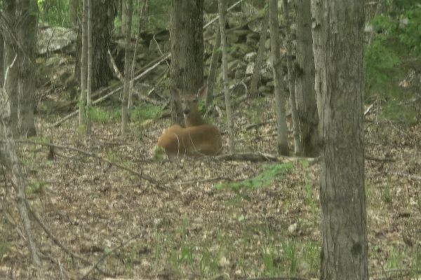 Deer layingdown