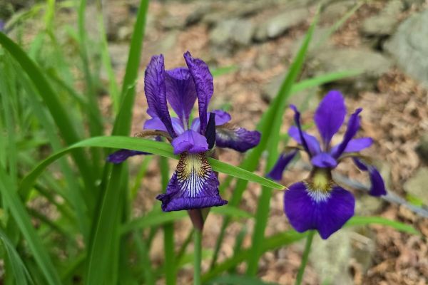 Purple Flowers