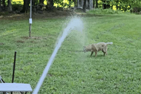 Wyatt chasing water