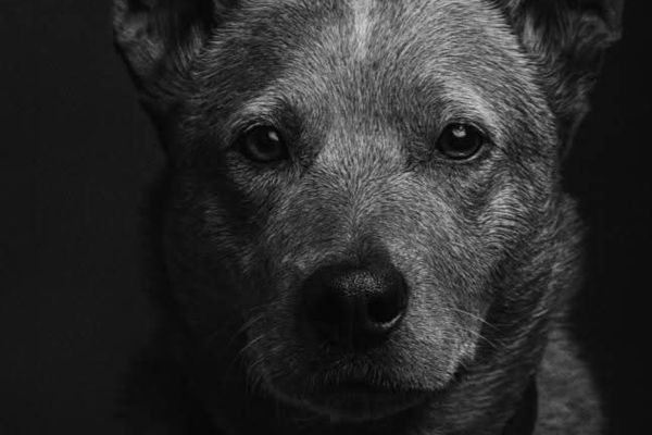 Is It the Breed, the Training, or Just Wyatt?