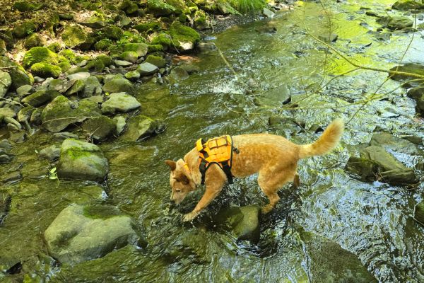 Wyatt playing in the creek