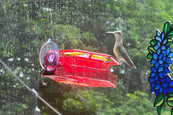 Hummingbird on Feeder