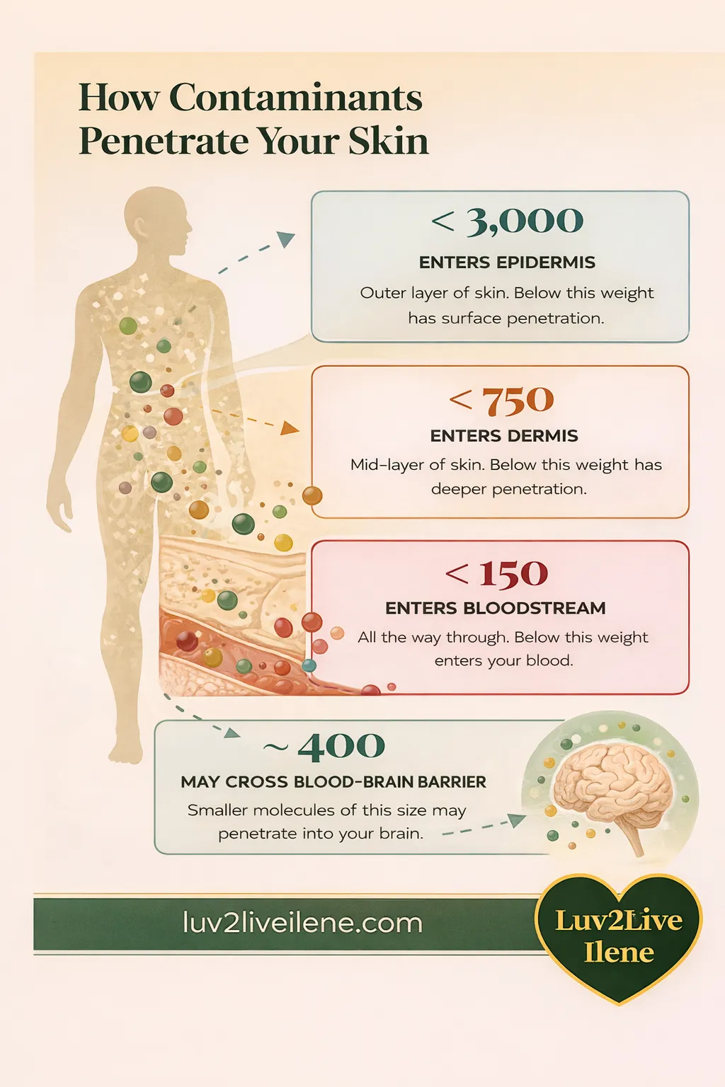 Alt text: How contaminants penetrate your skin — molecules under 3000 molecular weight enter epidermis, under 750 enter dermis, under 150 enter bloodstream, under 400 may cross blood brain barrier — water toxins absorbed through skin — luv2liveilene.com — Luv2Live Ilene