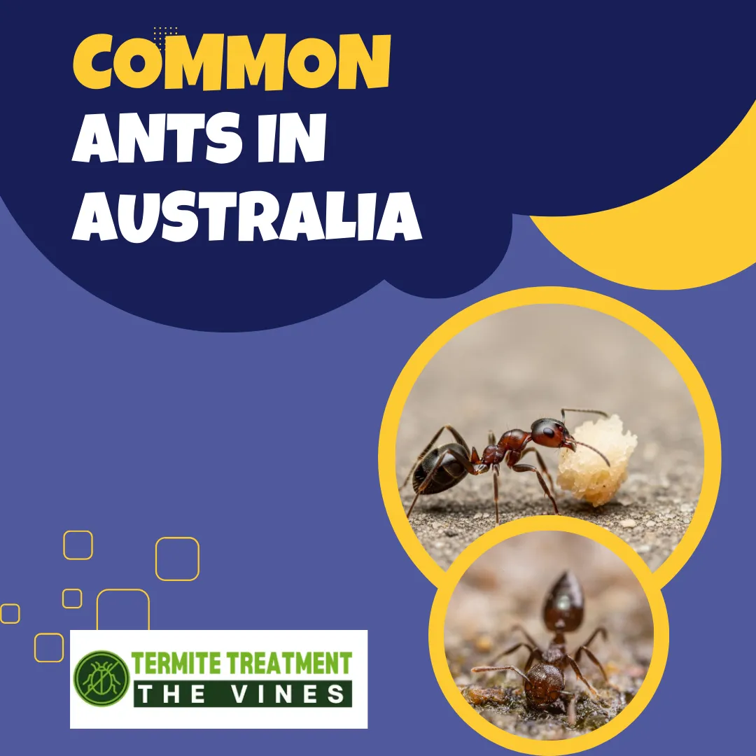 Common types of ants found in Australia on surface