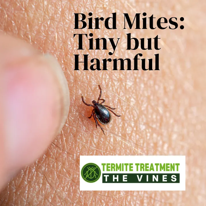 Bird Mite Pest Control: Tiny Pests That Cause Big Irritation in Homes