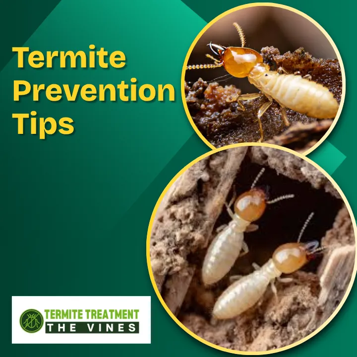 Termite Prevention Tips That Really Work