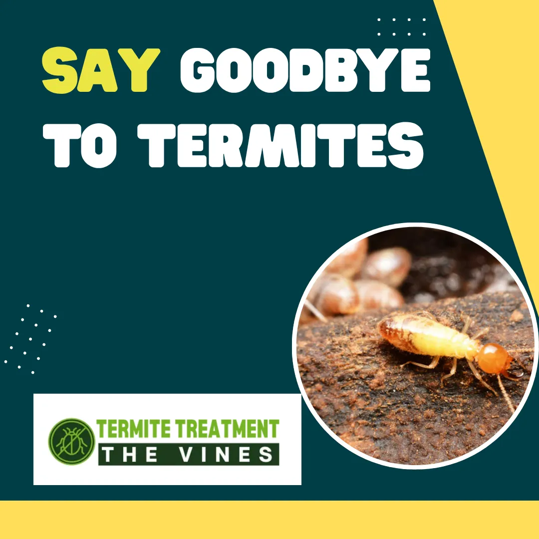 Signs of Termite Damage and How to Stop It Fast