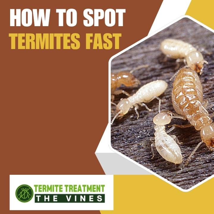 What Do Termites Look Like and How Can You Spot Them Fast
