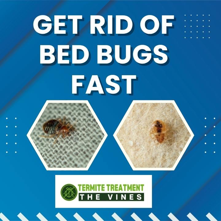 How to Get Rid of Bed Bugs Quickly and Keep Them Away for Good