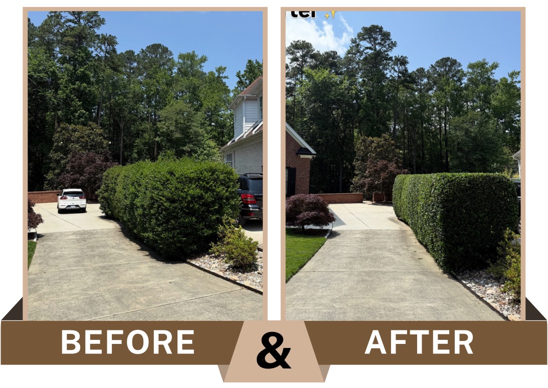 Before-and-after image in Cary, North Carolina showing a driveway hedge trimmed from an overgrown rounded shape to a straight, clean, squared edge along the driveway with rock border visible.