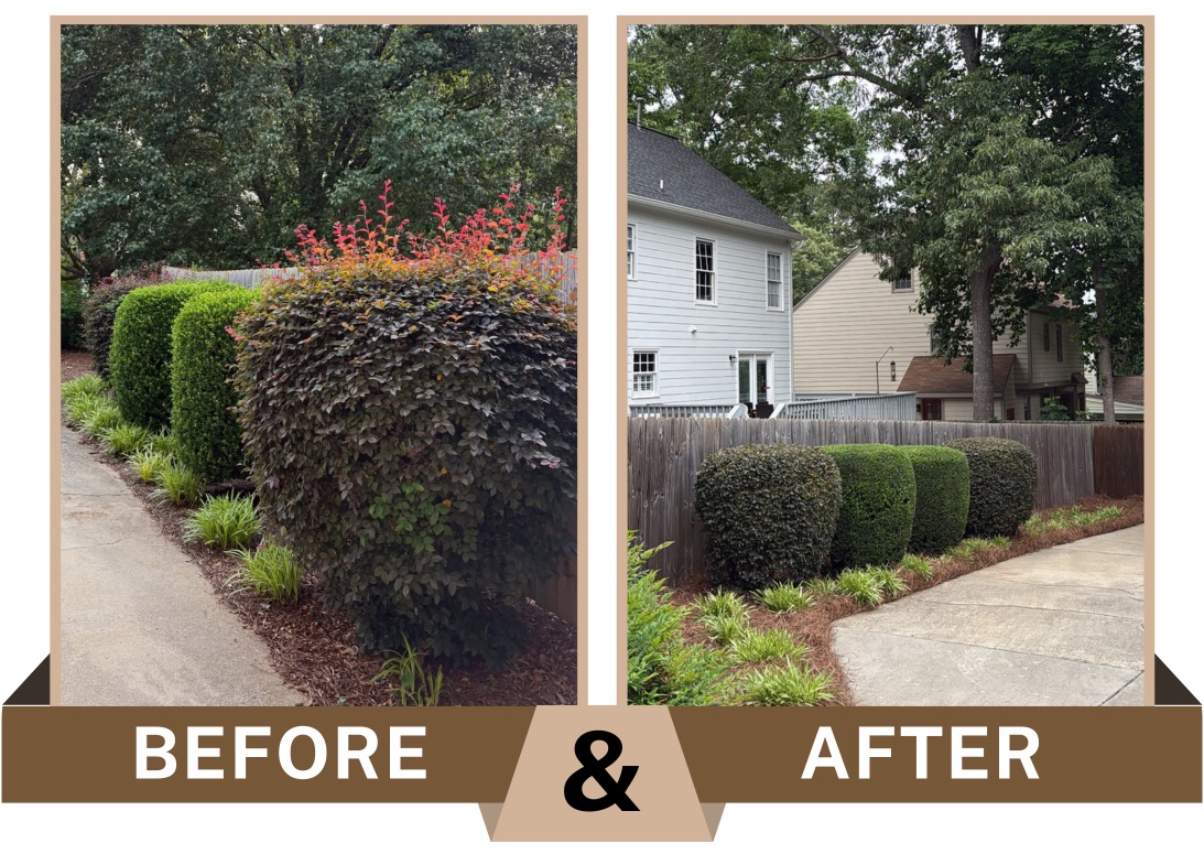 Before-and-after photo in Cary, North Carolina showing overgrown shrubs and bed edges before, then neatly trimmed shrubs with fresh pine straw and clean borders along a driveway and fence after.