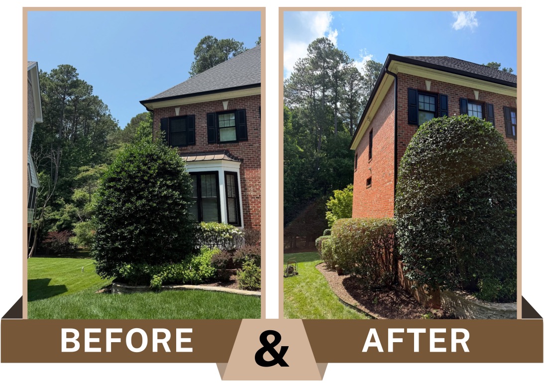 Before-and-after photo in Cary, North Carolina showing overgrown foundation shrubs trimmed into a clean, rounded shape with a tidy mulch bed along a brick home.