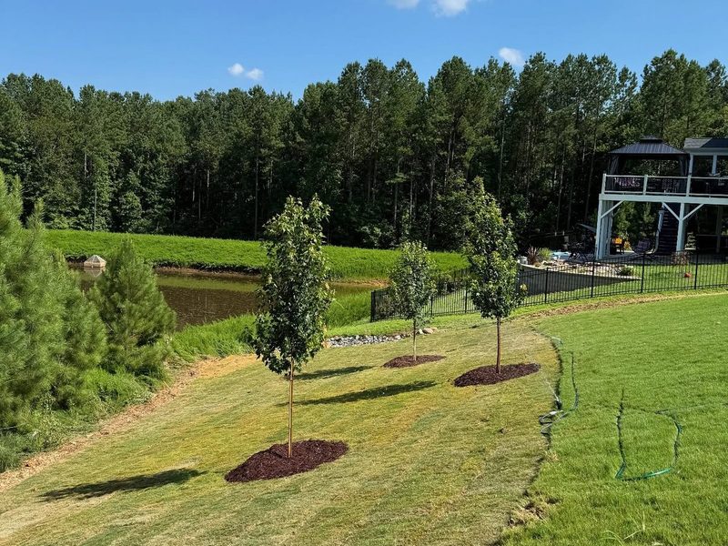 Sod installation and tree planting at Legacy at Jordan Lake Chapel Hill NC by MC Landscaping