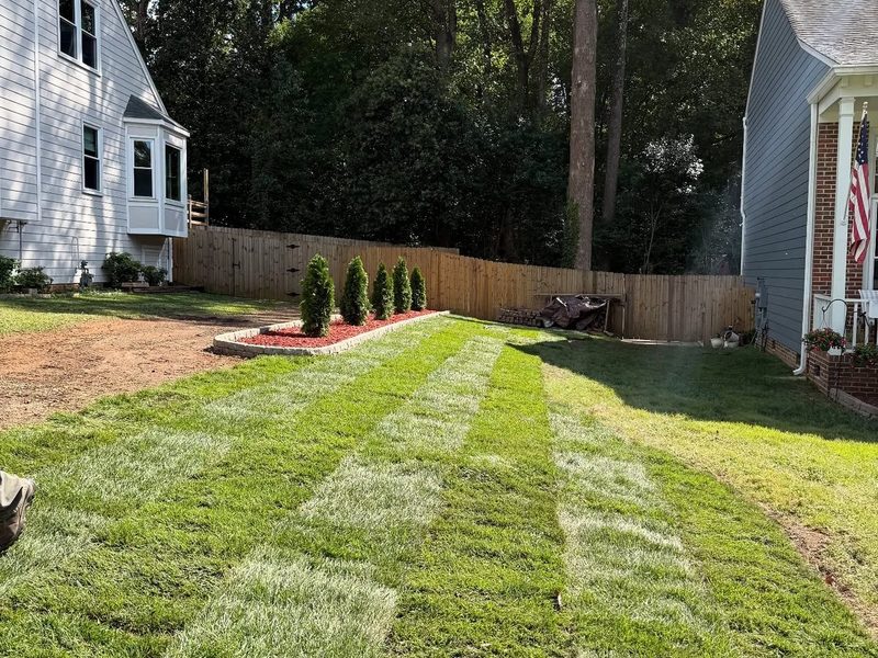 Fresh sod installation with stone edging and arborvitae planting in Cary NC by MC Landscaping