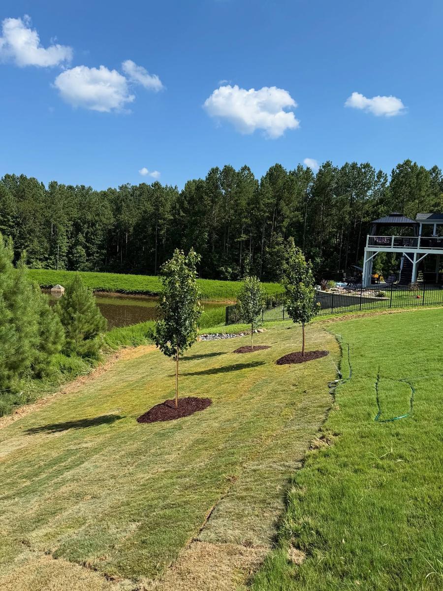 Fresh sod installation with visible seams and new tree plantings at a Raleigh-area home by MC Landscaping