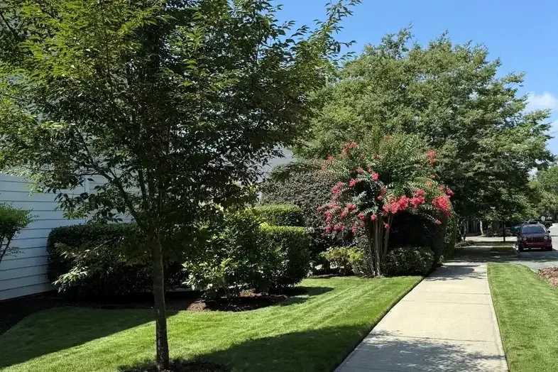 professionally landscaped front yard with trees and green lawn in Fuquay-Varina NC