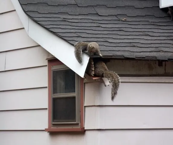 Roof inspection on a home exterior to identify gaps and damage that could allow animals into the attic.