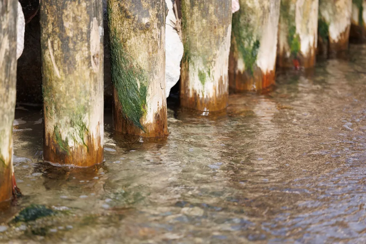 Weathered wooden dock pilings with algae and barnacles standing in shallow water