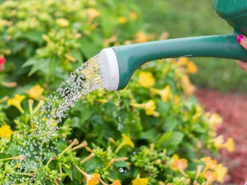 Plant & Garden Care in Crediton