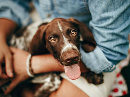 Pet Sitting Services in Crediton