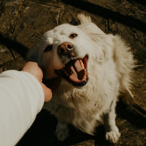 Bow Pet Sitting Services
