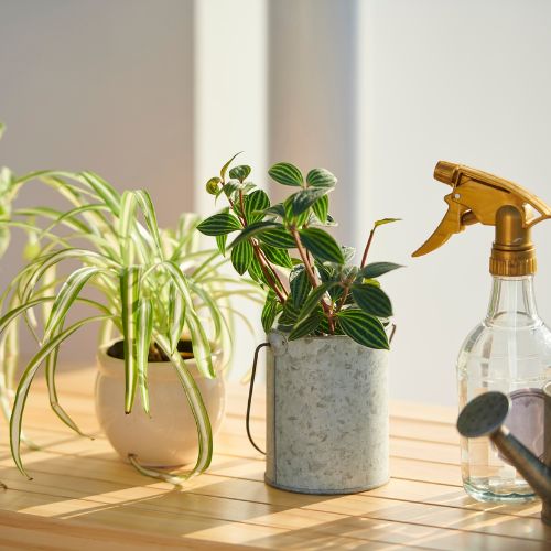 Crediton Plant & Garden Care