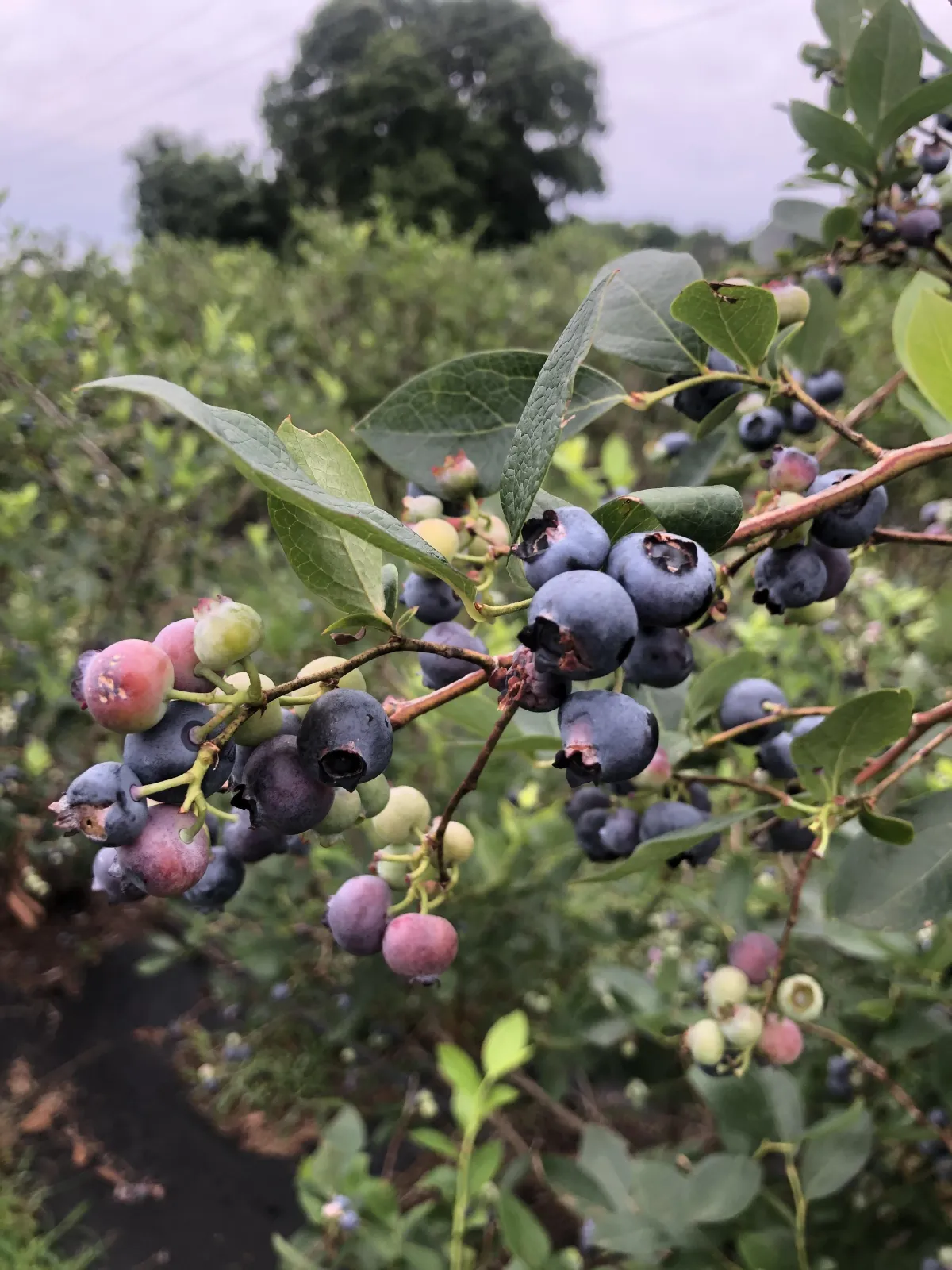 Sensory-friendly U-pick blueberry patch coming to Kimball Nebraska.