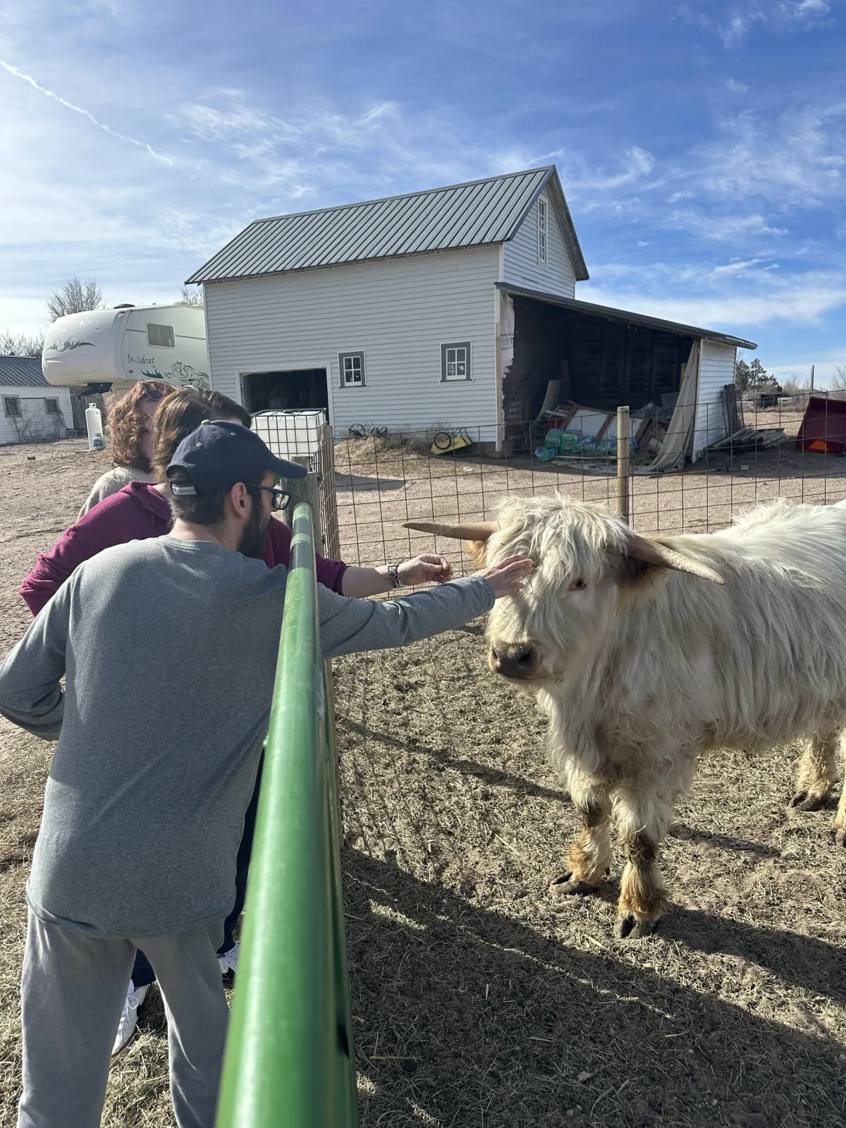 Child with cerebral palsy interacting with NickNack the miniature Highland steer at WeeShire Mains sensory farm.