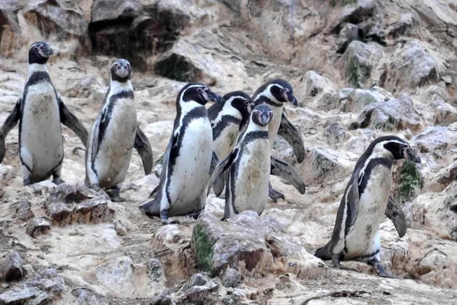 Ballestas Islands Tours