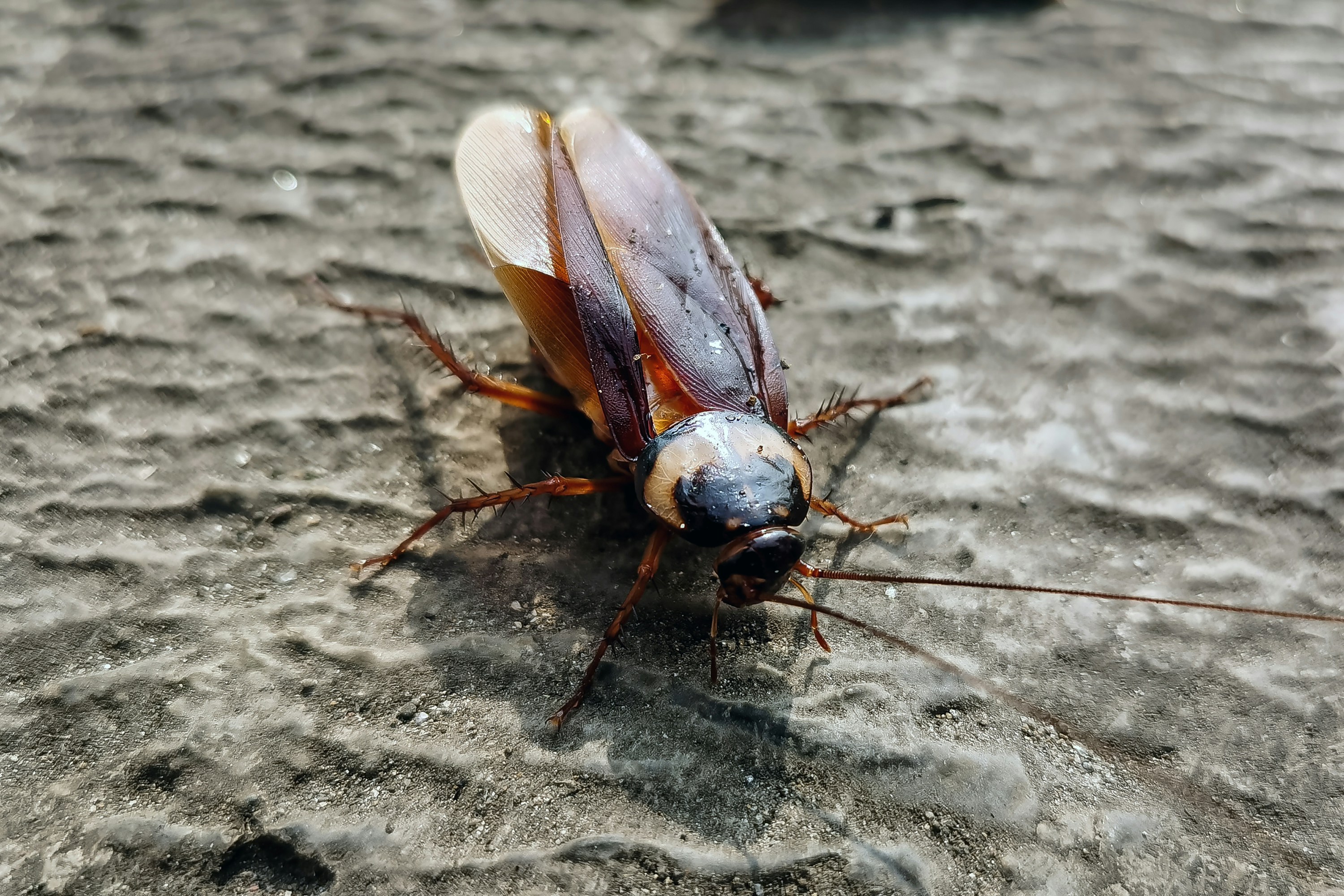 brown ant on white surface