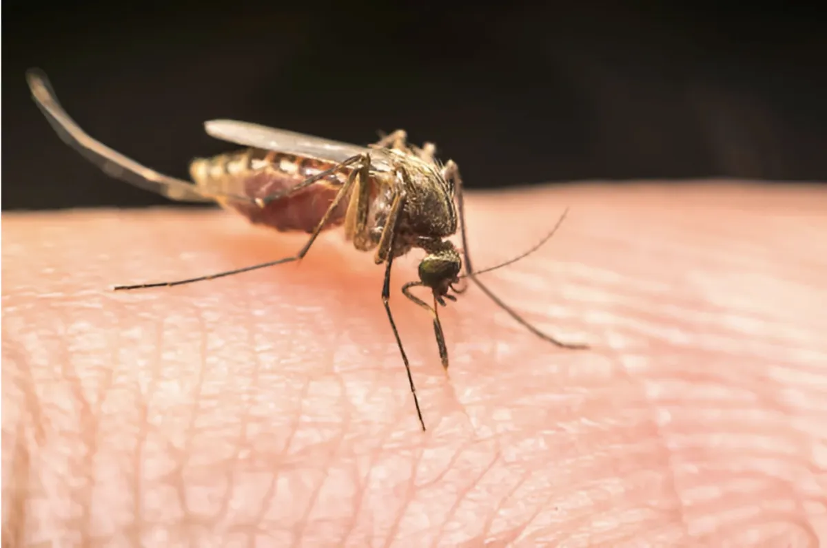 Mosquito Pest Control