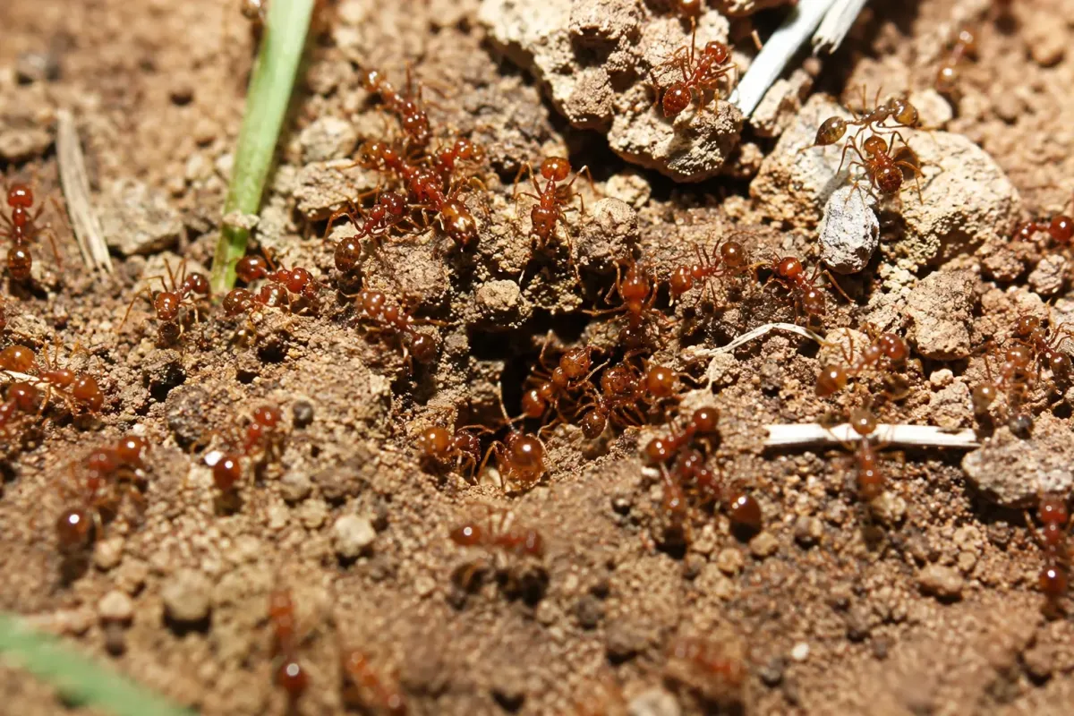 Why Fire Ants Are Taking Over Alpharetta Lawns