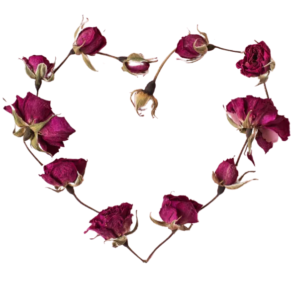 Rose symbolising self-love in this free program for sensitive women