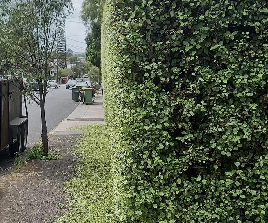 a trimmed hedge