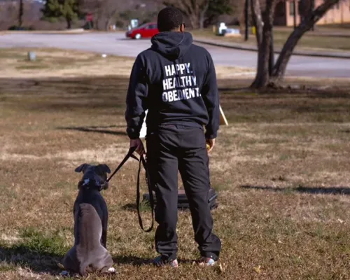 Dog training in raleigh