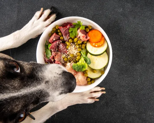 pet wellness raleigh