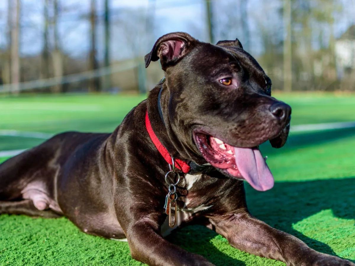 Dog Training near Raleigh