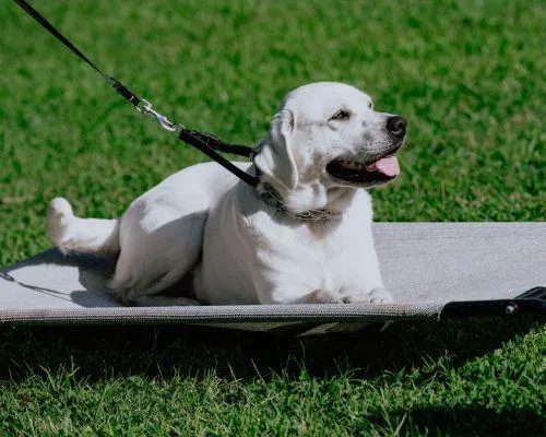 private dog training near me