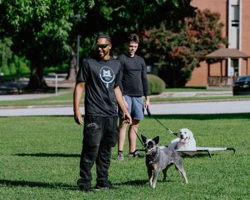 Group Dog Training near Raleigh