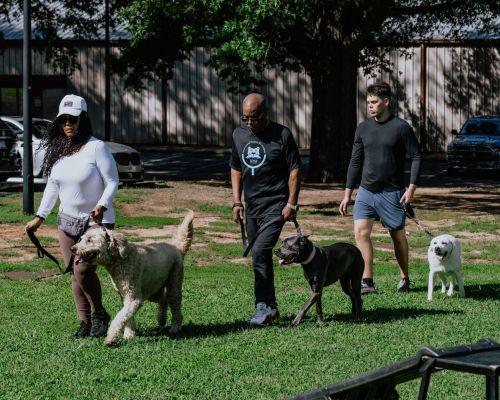 Service Dog Training Near me NC